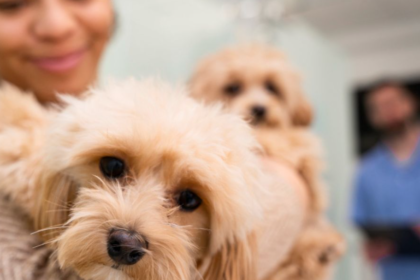 Why TickZoo is Transforming Pet Care for Owners Everywhere