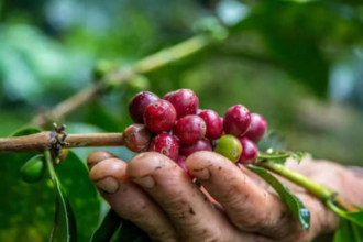 Agile Project Management of Coffee Internationally in Honduras